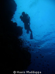 A diver on coral reef monitoring by Hawis Madduppa 